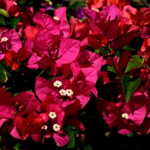 flower, flower background, bougainvillea, flower wallpaper, red bougainvillea, flora, beautiful flowers, nature