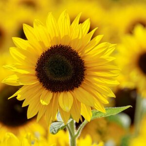 Close-up of a bright sunflower in a sunlit field, showcasing vibrant yellow petals and lush growth.