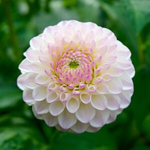 Beautiful close-up of a dahlia flower with delicate petals and a vibrant garden background.