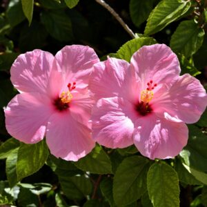 Close-up of two vibrant pink hibiscus flowers in full bloom with lush green leaves.