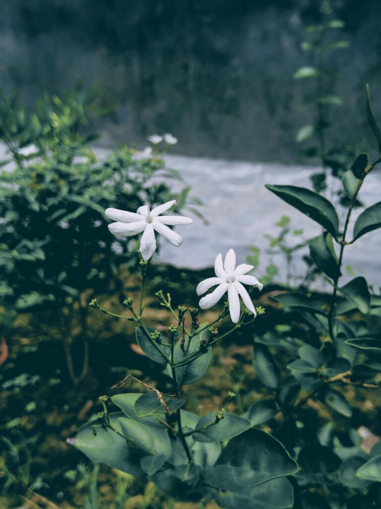 Serene image of white jasmine flowers blooming in a lush green outdoor setting.