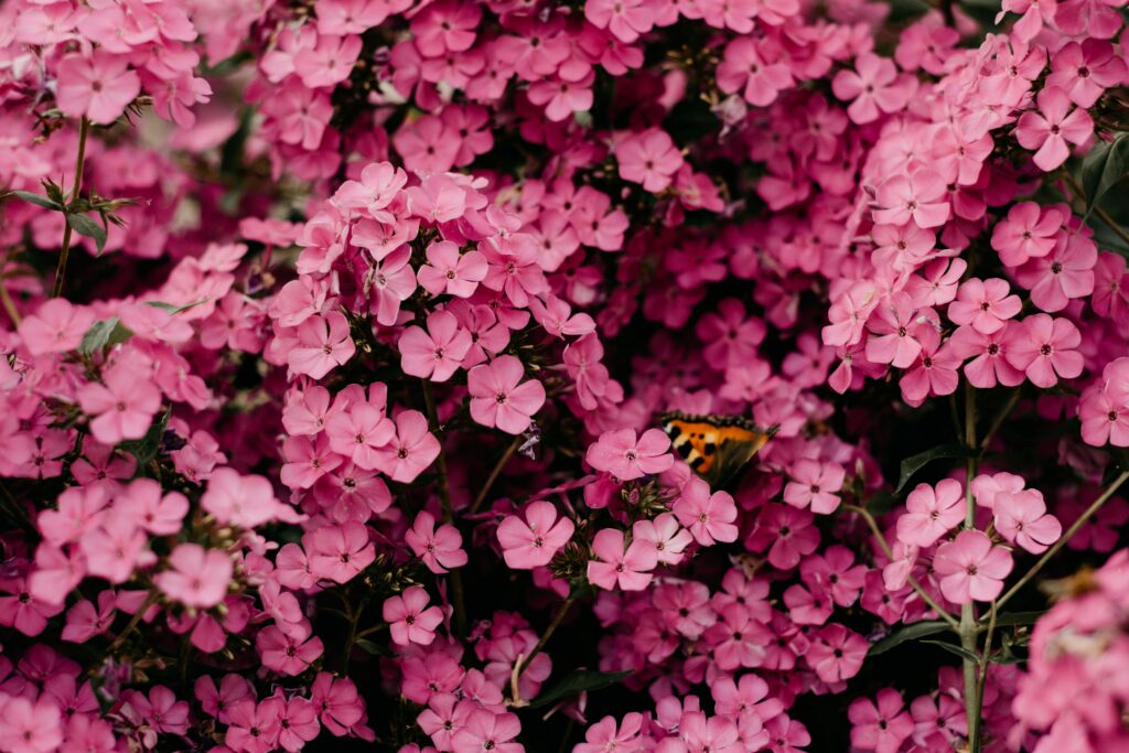 A beautiful butterfly perched on vibrant pink phlox flowers in full bloom.