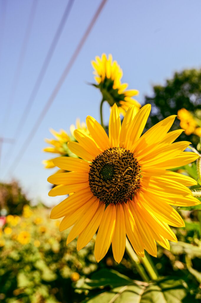 Vibrant sunflowers blooming in natural sunlight with clear blue sky backdrop.