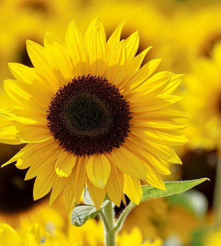 Close-up of a bright sunflower in a sunlit field, showcasing vibrant yellow petals and lush growth.