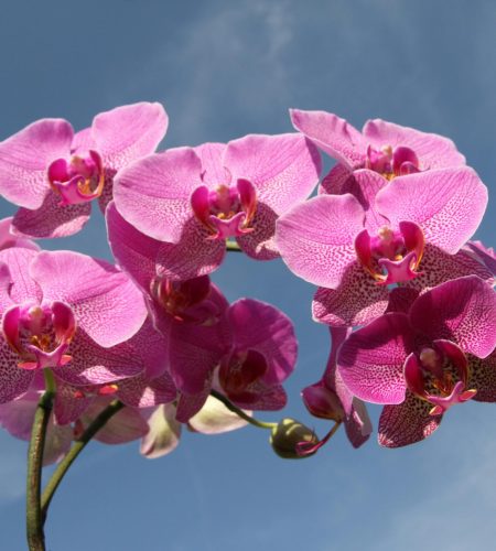 Stunning pink orchids in full bloom against a clear blue sky, symbolizing beauty and elegance.